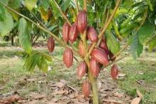 Какао (шоколадное дерево)
