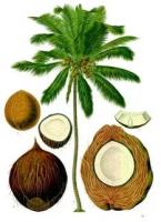 Кокосовая пальма (кокосовый орех)